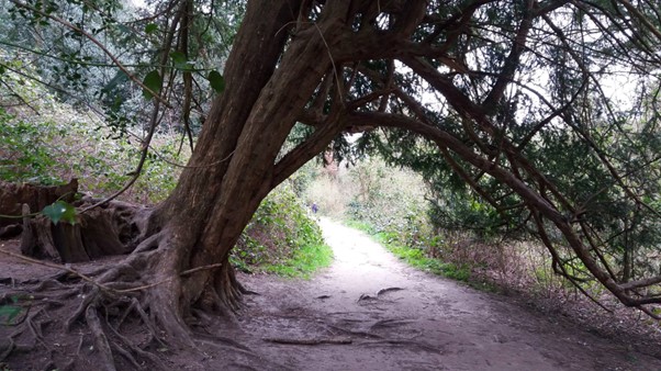 Trees at Shorne Woods over a walking path