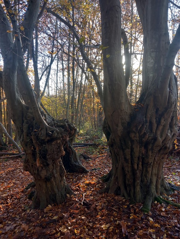 Trees at Shorne Woods