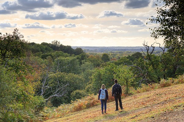 We are delighted to announce our sponsorship of the Shorne Woods mature tree programme! This initiative reflects our commitment to preserving Kent's natural beauty and supporting our local environment. By nurturing mature trees, we're investing in the future of our community's green spaces.