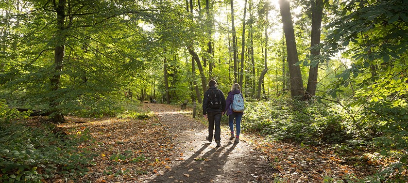 Shorne Woods